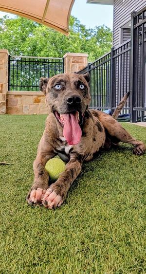 Raiden, Catahoula Leopard Dog, young, available for adoption