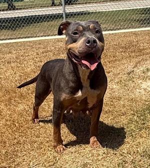 Ember, Pit Bull Terrier, adult, available for adoption