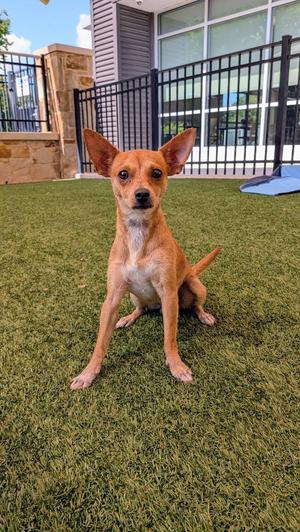 Tater, Chihuahua, young, available for adoption
