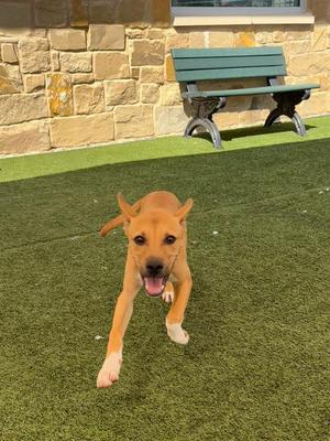 A brown dog running on artificial grass in front of a stone wall and a green bench.