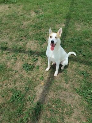 Travis, Terrier, young, available for adoption