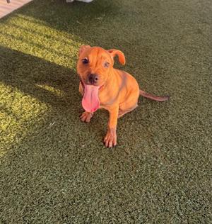 A brown puppy sitting on green artificial grass with its tongue out.