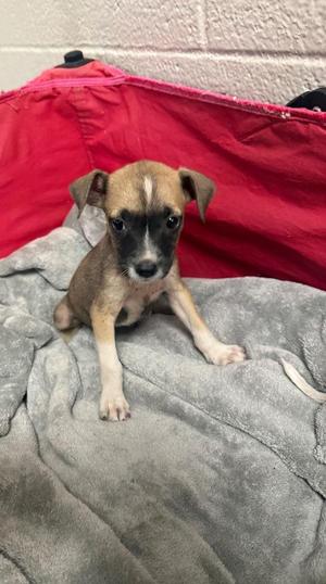 Crest, Terrier, puppy, available for adoption