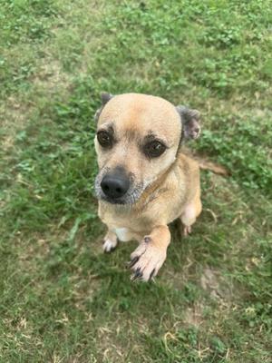 Daisy Lue, Terrier, senior, available for adoption