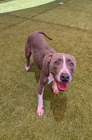 Carolina, Staffordshire Bull Terrier, young, available for adoption