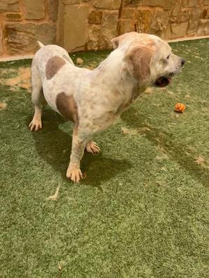 Jeffery, Hound, adult, available for adoption