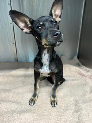 Mouse, Chihuahua / Terrier, puppy, available for adoption