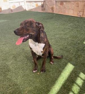 A brown and white dog with a brindle pattern sitting on artificial grass, its tongue out, looking to the side.