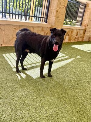 Ruben, Retriever, young, available for adoption