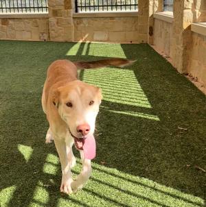 Hank, Labrador Retriever, adult, available for adoption
