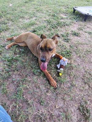 Ruby, Pit Bull Terrier, puppy, available for adoption