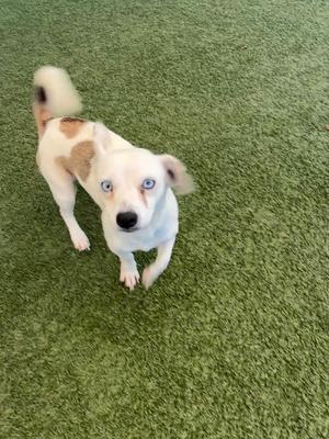Ashleigh, Terrier, young, available for adoption