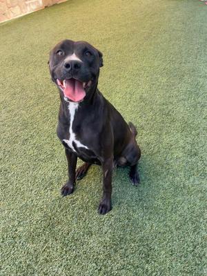 Emmy, Labrador Retriever / Pit Bull Terrier, young, available for adoption