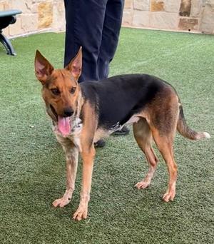 Lanna, Australian Cattle Dog / Blue Heeler, young, available for adoption