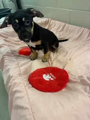 Sage, Pit Bull Terrier, puppy, available for adoption