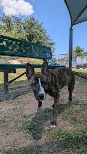 Misty, Terrier, puppy, available for adoption