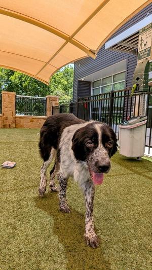 Mazie, Bernese Mountain Dog / Great Pyrenees, young, available for adoption