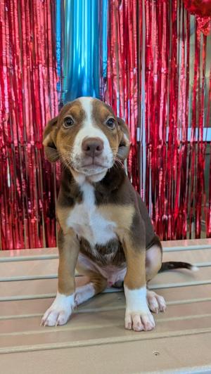 Toby, Beagle, puppy, available for adoption