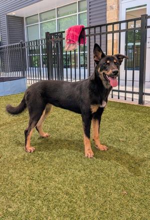 Gia, German Shepherd Dog, puppy, available for adoption