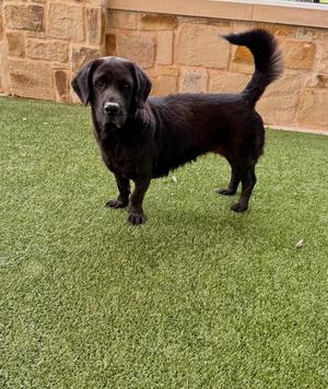 Cleo (Sadie), Labrador Retriever / Basset Hound, adult, available for adoption