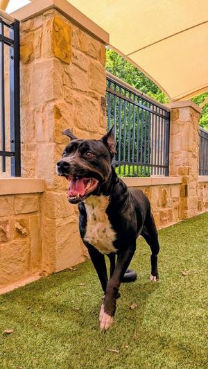 Tillie, Rottweiler / Bull Terrier, adult, available for adoption