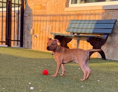 Phoenix, Pit Bull Terrier, puppy, available for adoption