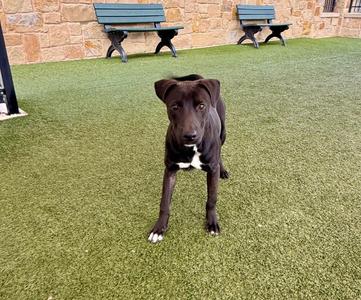 A black dog with a white chest patch standing on green artificial turf in front of a stone wall and two green benches.