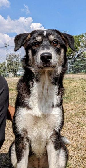 Gracie Mae, Border Collie / Australian Shepherd, adult, available for adoption