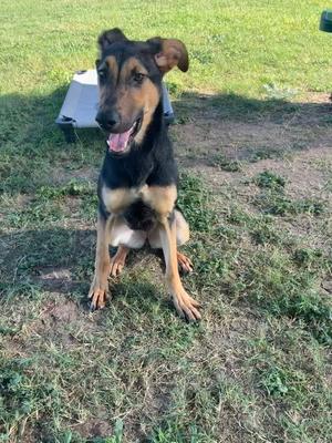 Zola, German Shepherd Dog, puppy, available for adoption