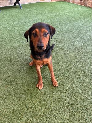 A black and brown dog sitting on green artificial grass.