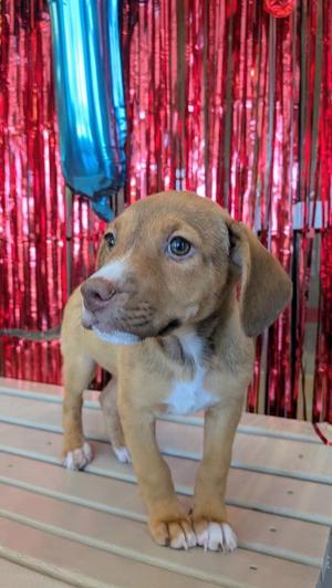 Tonka, Beagle, puppy, available for adoption