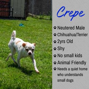 Crepe, Chihuahua / Terrier, adult, available for adoption