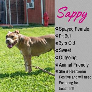 Sappy, Pit Bull Terrier, adult, available for adoption
