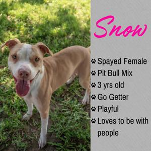 Snow, Pit Bull Terrier, adult, available for adoption