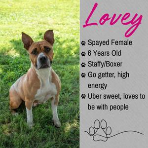 Lovey, Staffordshire Bull Terrier / Boxer, adult, available for adoption