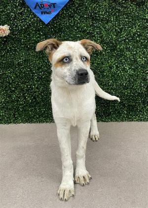 CLEO, Australian Cattle Dog/Blue Heeler, puppy, available for adoption