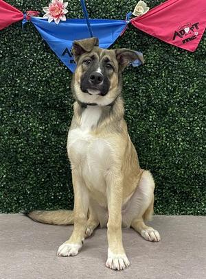 KIP, German Shepherd Dog, young, available for adoption