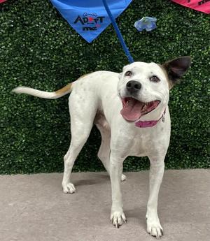 DAISY MAE, Staffordshire Bull Terrier, adult, available for adoption