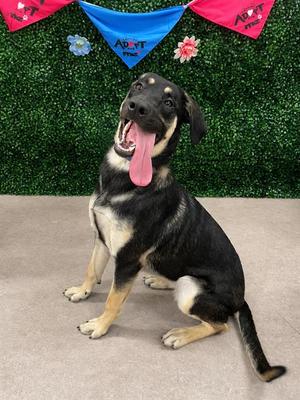 FIJI, German Shepherd Dog / Labrador Retriever, young, available for adoption
