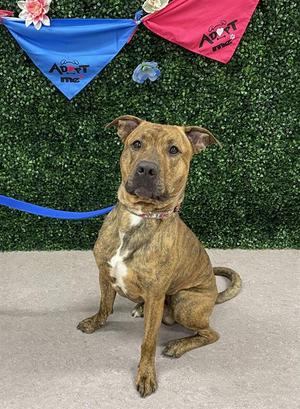 HASHBROWN, American Pit Bull Terrier, adult, available for adoption