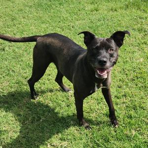Little Girl, Terrier, Pit Bull, adult, available for adoption