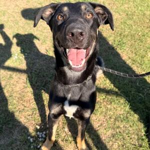 Choso, Retriever, Black Labrador, adult, available for adoption