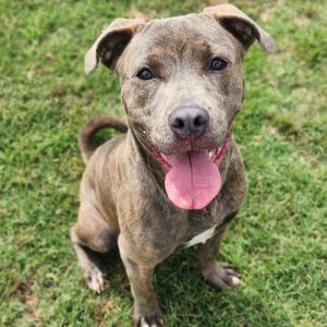 A brindle pitbull mix dog sitting on green grass, looking at the camera with its tongue out.