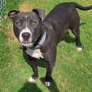 Galloway, Terrier, Pit Bull, adult, available for adoption
