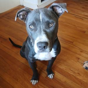 Galloway, Terrier, Pit Bull, adult, available for adoption