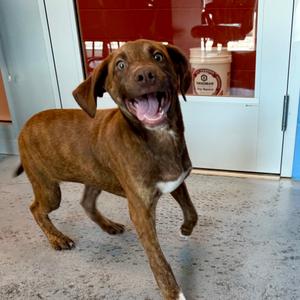 Bartleby, Hound, puppy, available for adoption