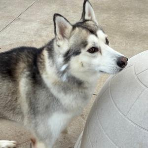 A husky dog standing next to a large white ball.