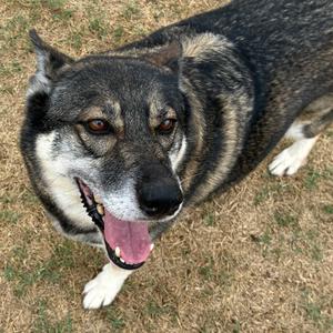 Liberty, Husky, adult, available for adoption
