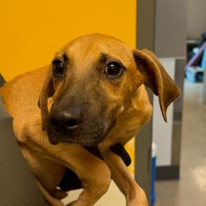 Radish, Coonhound, adult, available for adoption