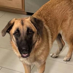 Dixie, Shepherd, Anatolian, adult, available for adoption